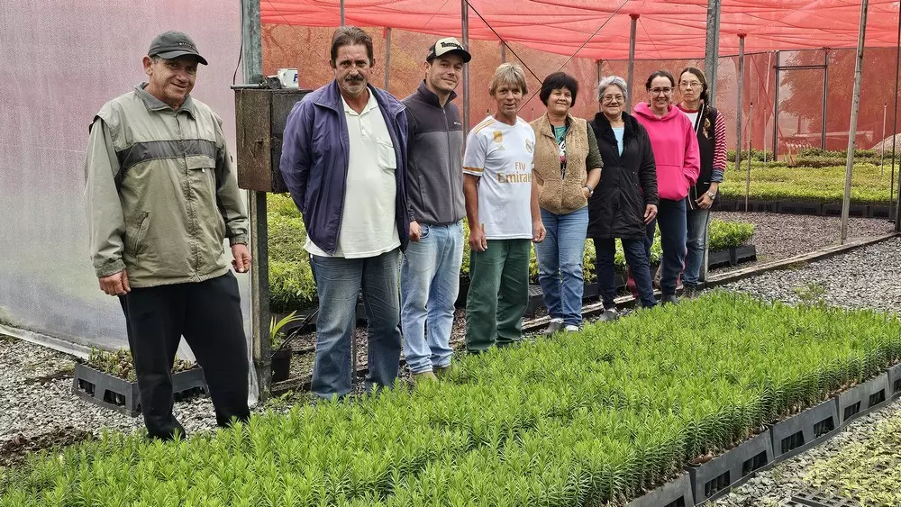 Viveiro municipal de Rio Negro possui 8 mil mudas de Araucária prontas para o plantio